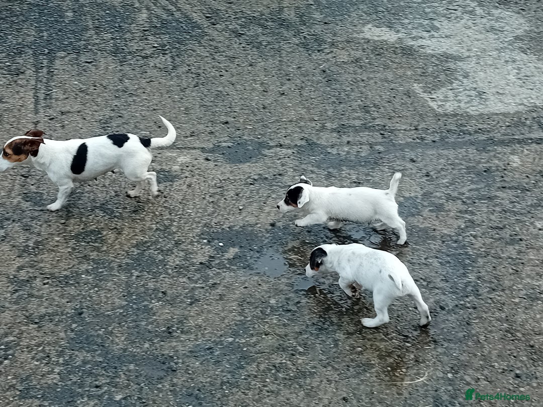 Jack Russell dogs for sale: Jack Russell Puppies  - Image 6