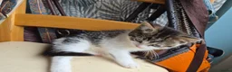 Mixed Breed cats for sale: 2 bundles of fun and furryness in Andover - Advert 8