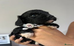 Cavapoo dogs for sale: Outstanding quality Cavapoos - Image 5