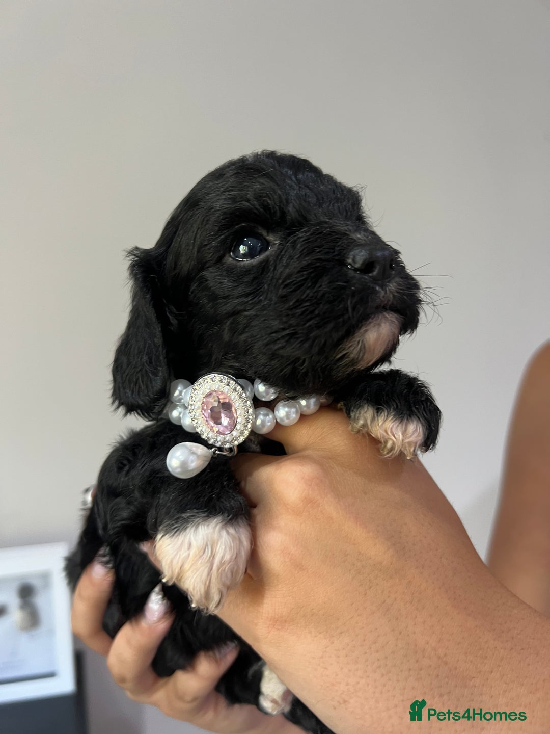 Cavapoo dogs for sale: Outstanding quality Cavapoos - Image 5