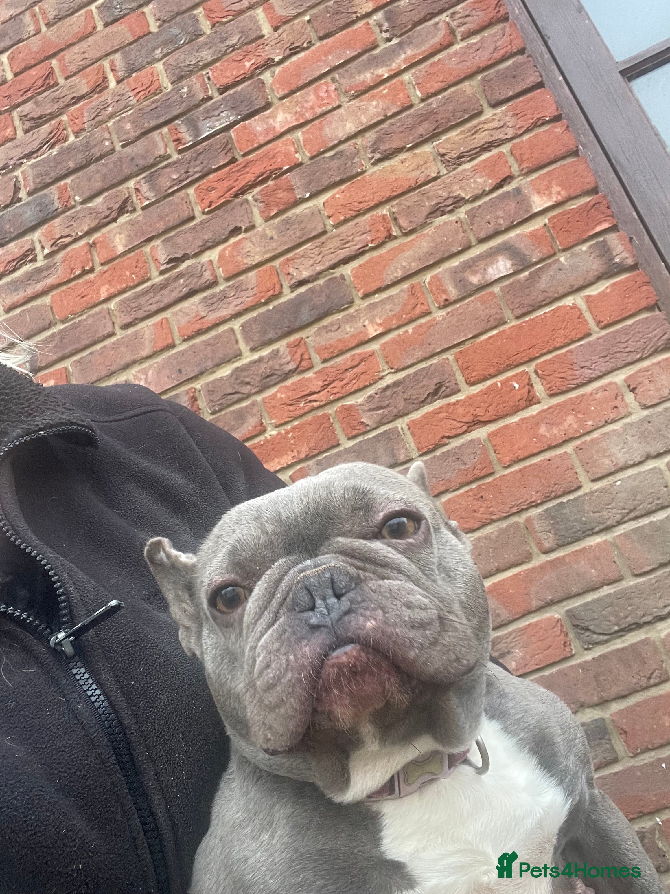 French Bulldog dogs Frenchie female - Advert 1