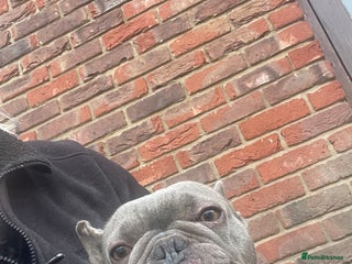 French Bulldog dogs Frenchie female - Advert 1