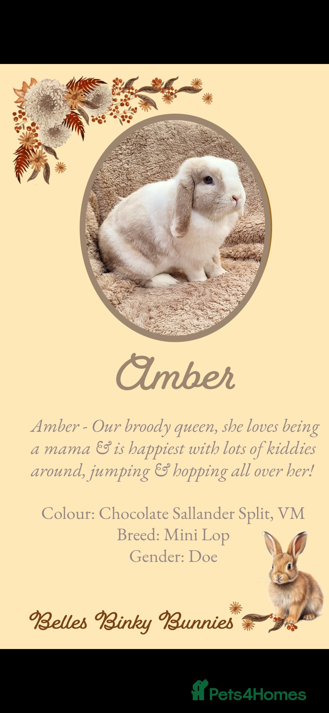 Mini Lop rabbits for sale: 🧡 SOLD 🧡 Baby Mini Lop 🧡 - Advert 12