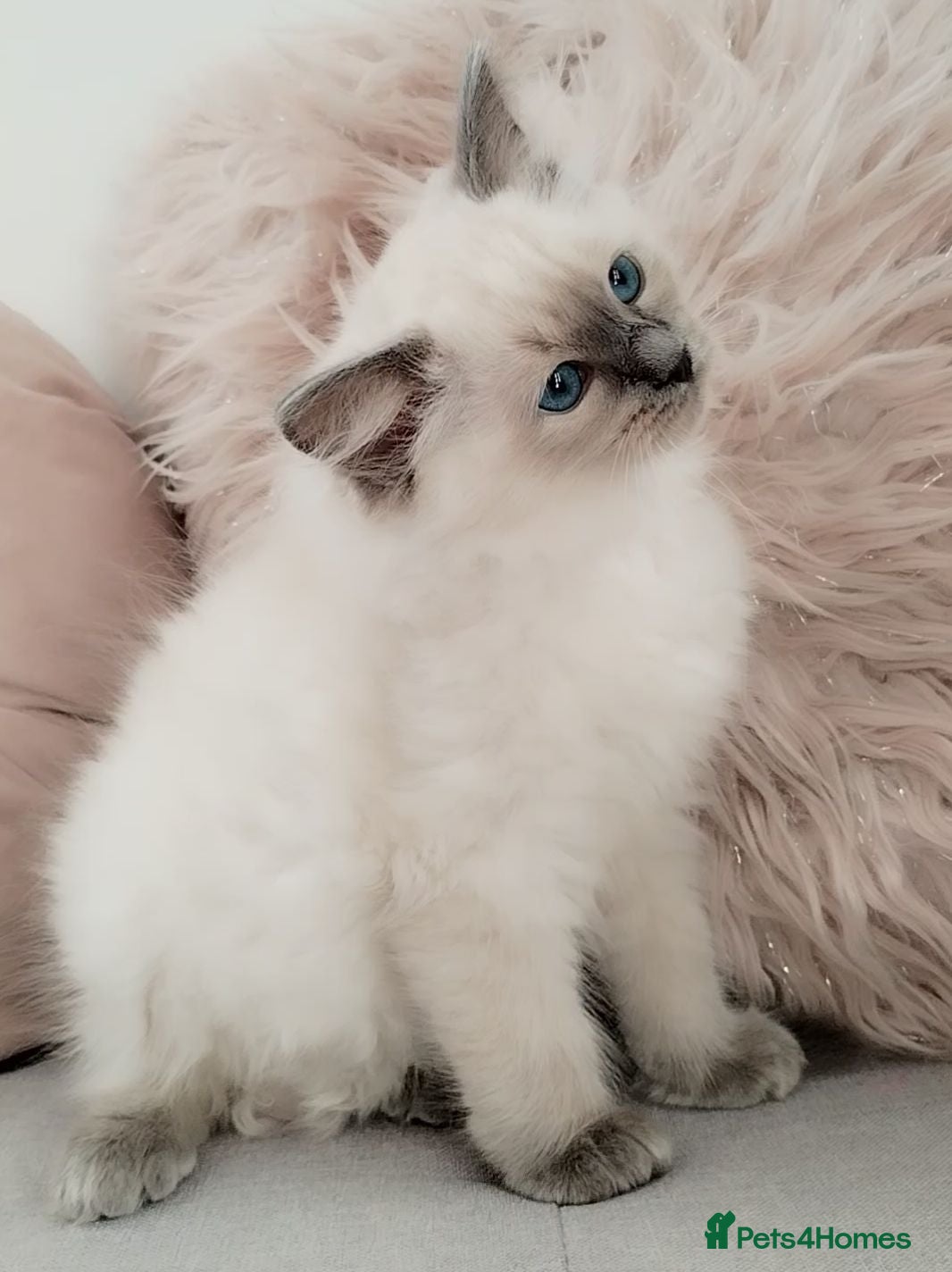 Ragdoll cats Tica registered Ragdoll kittens 💕  - Advert 15