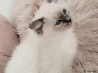 Ragdoll cats Tica registered Ragdoll kittens 💕 - Advert 15