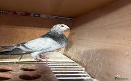 Pigeons birds for sale: Pouter pigeons for sell  - Image 7