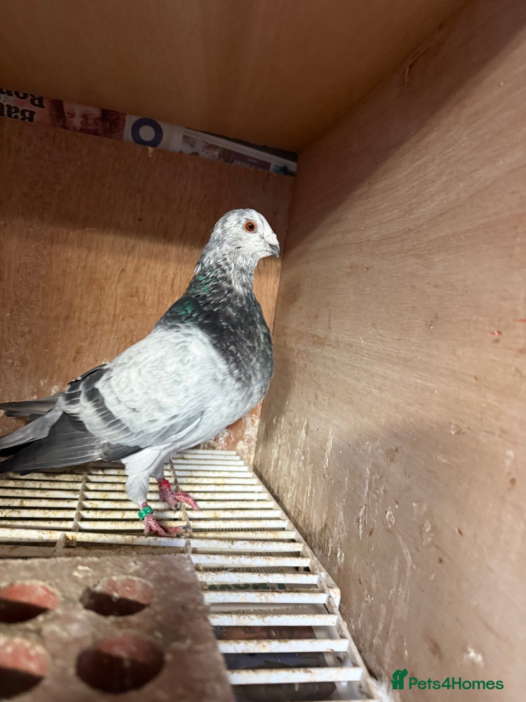 Pigeons birds for sale: Pouter pigeons for sell  - Image 7