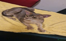 Abyssinian cats for sale: Beautiful blue boy 💙 - Image 3