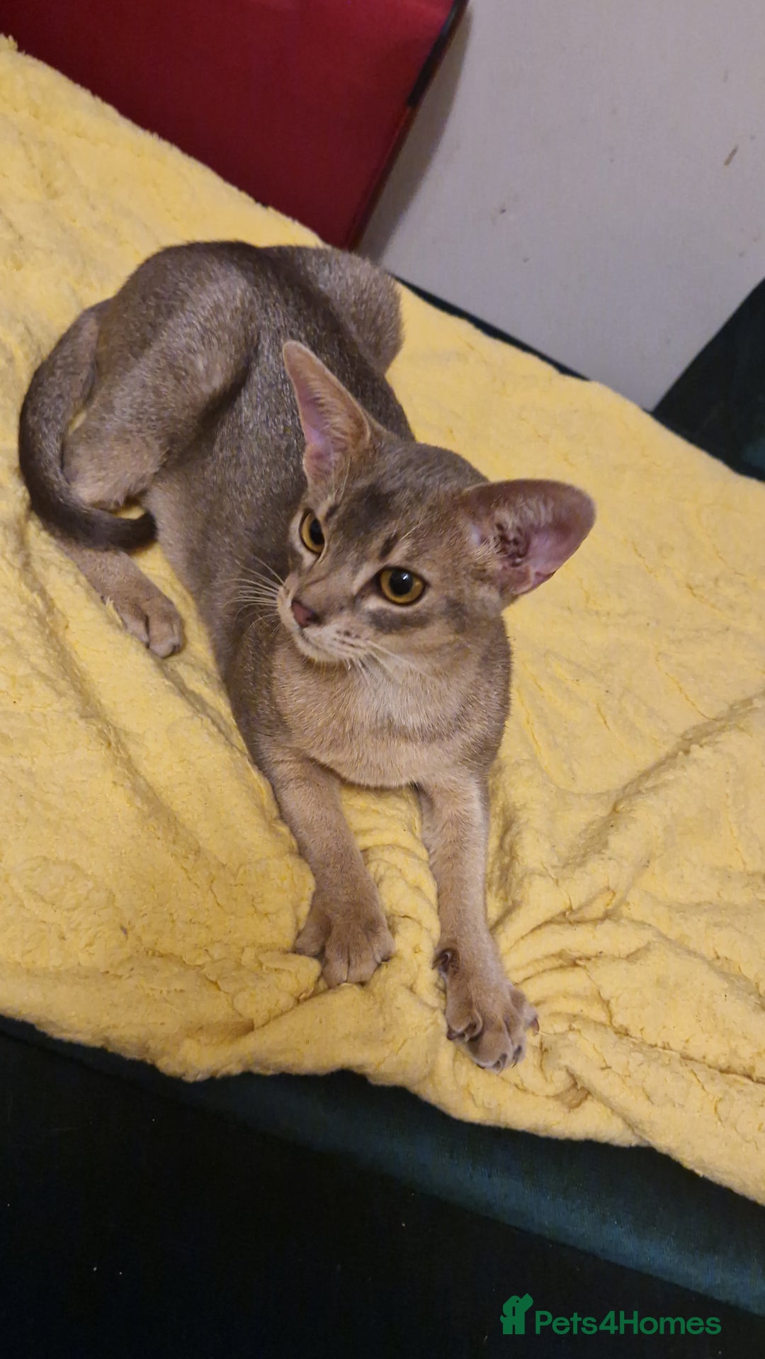 Abyssinian cats for sale: Beautiful blue boy 💙 - Image 3