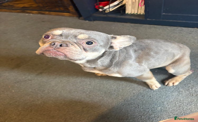 French Bulldog dogs - Advert 5