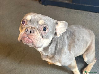 French Bulldog dogs - Advert 14