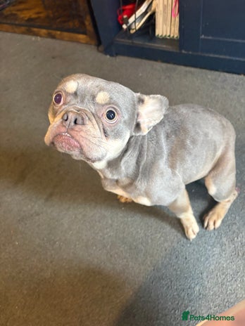 French Bulldog dogs - Advert 5