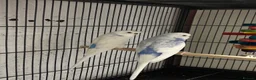 Budgerigars birds for sale: Two Budgie Sisters Looking for a Loving Home - Advert 2