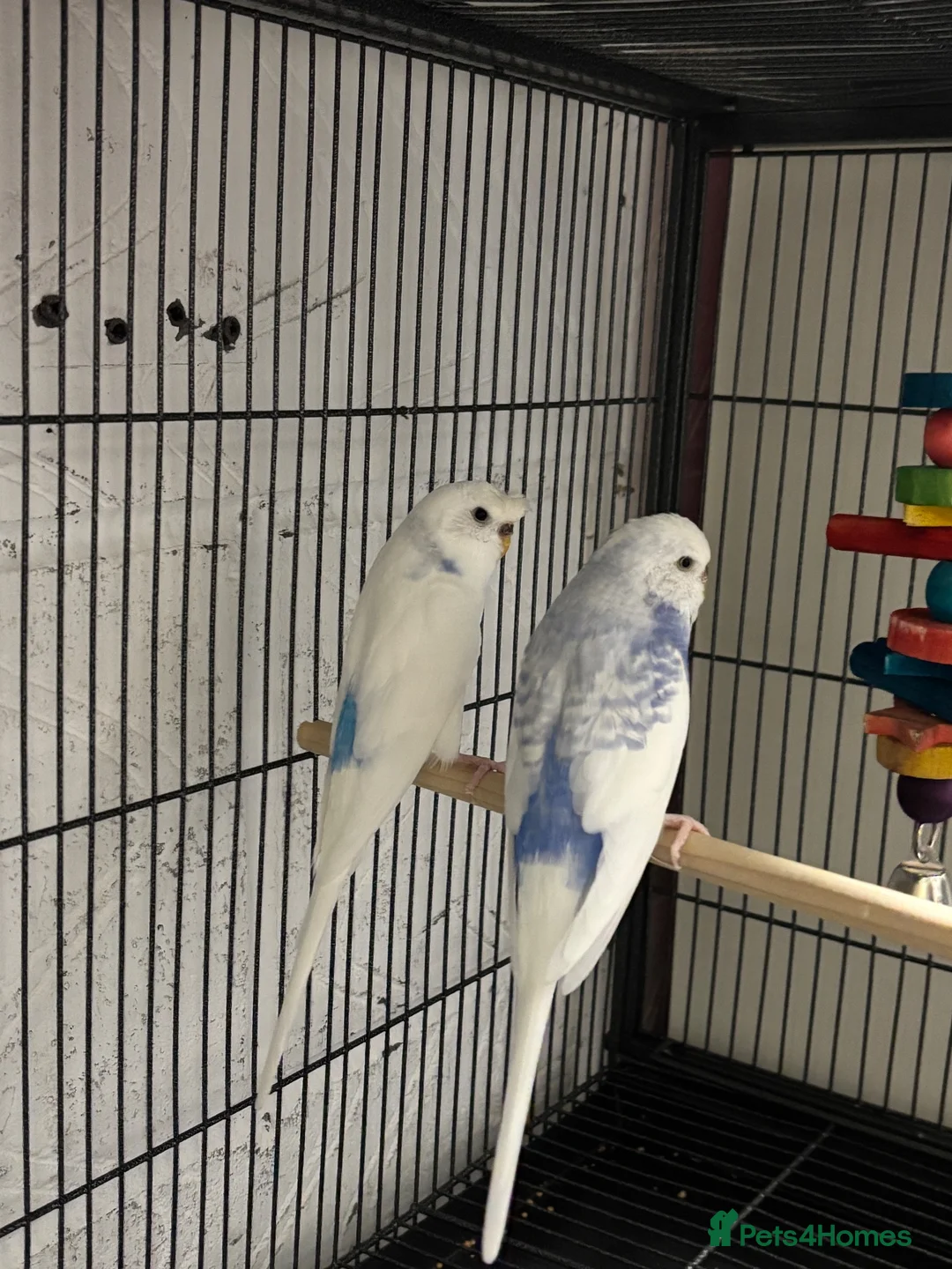 Budgerigars birds for sale: Two Budgie Sisters Looking for a Loving Home - Advert 2