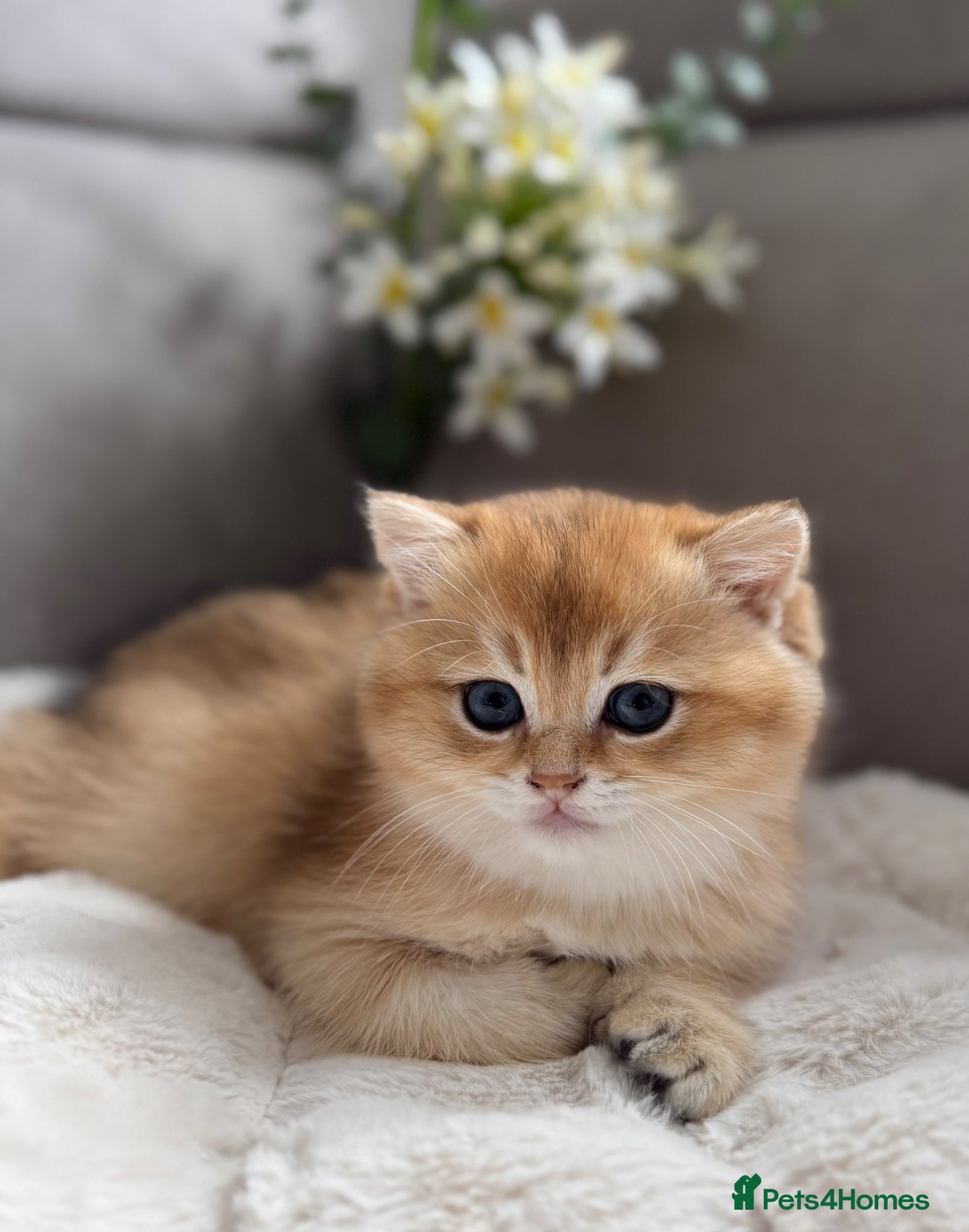 British Shorthair cats 🌟3 Adorable Golden BSH kittens left 🌟 - Advert 12