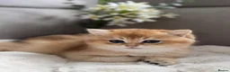 British Shorthair cats for sale: 🌟3 Adorable Golden BSH kittens left 🌟 - Advert 11