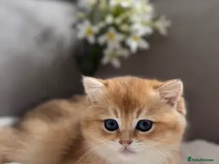 British Shorthair cats 🌟3 Adorable Golden BSH kittens left 🌟 - Advert 12