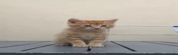 Mixed Breed cats for sale: Tame kittens for sale  in Newport - Advert 9