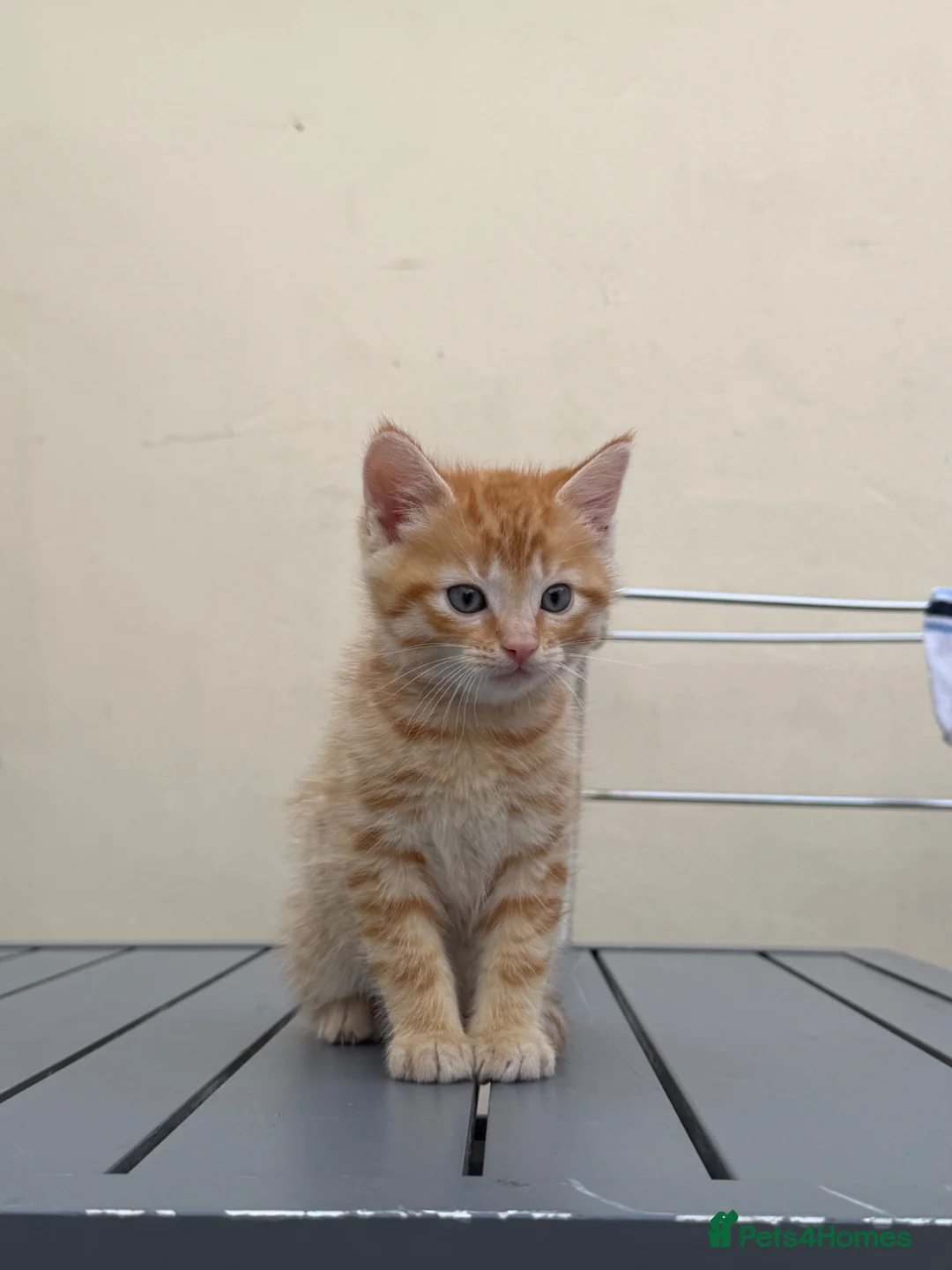 Mixed Breed cats for sale: Tame kittens for sale  in Newport - Advert 9