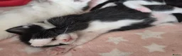 Mixed Breed cats for sale: Mixed breed kittens  in King's Lynn - Advert 7