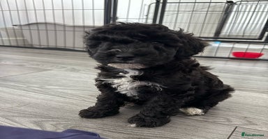 Poochon dogs - Advert 5