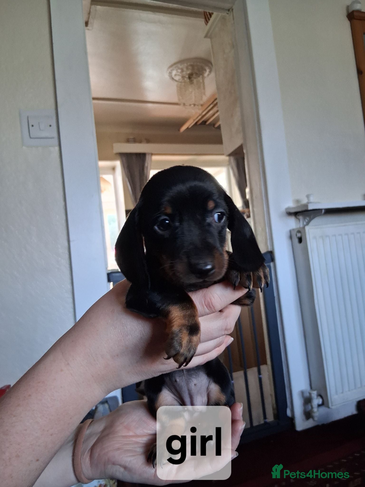 Dachshund dogs Dacshund  - Advert 6