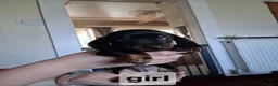Dachshund dogs for sale: Dacshund  - Advert 7