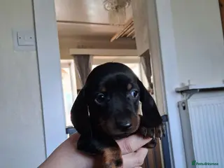 Dachshund dogs Dacshund - Advert 2