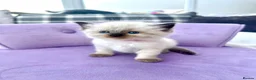 Ragdoll cats for sale: Ragdoll kittens *one female left* - Advert 15