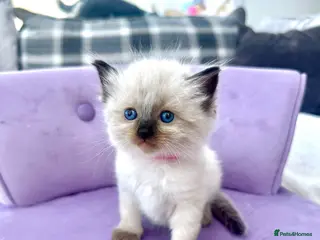Ragdoll cats Ragdoll kittens - Advert 5