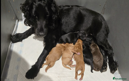 Cockapoo dogs for sale: Champion Line 🏆 F1 Miniature Cockapoo Puppies  - Image 16