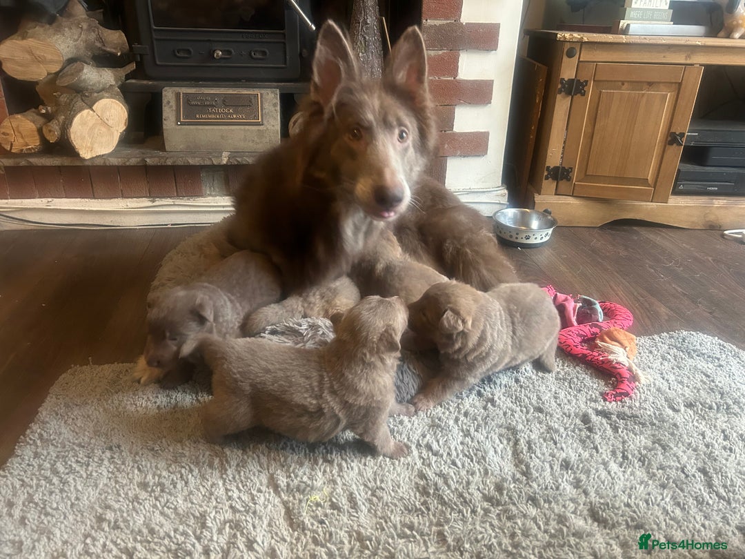 German Shepherd dogs for sale: Isabella German shepherd puppies - Image 10