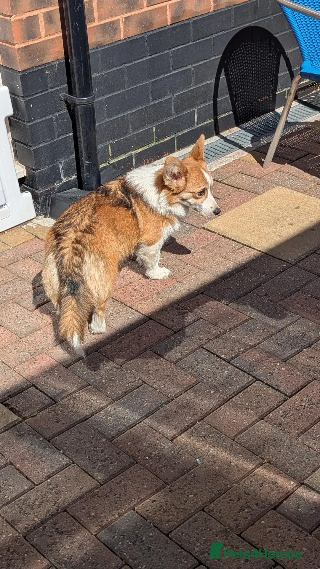 Welsh Corgi Pembroke dogs for sale: Two stunning sisters available health tested  - Advert 2