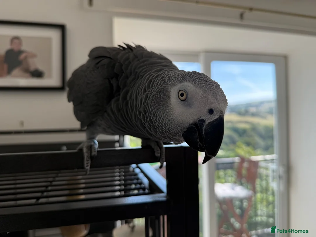 Parrots birds for sale: African gray hatched 20th April 2005 in Stockport - Advert 2