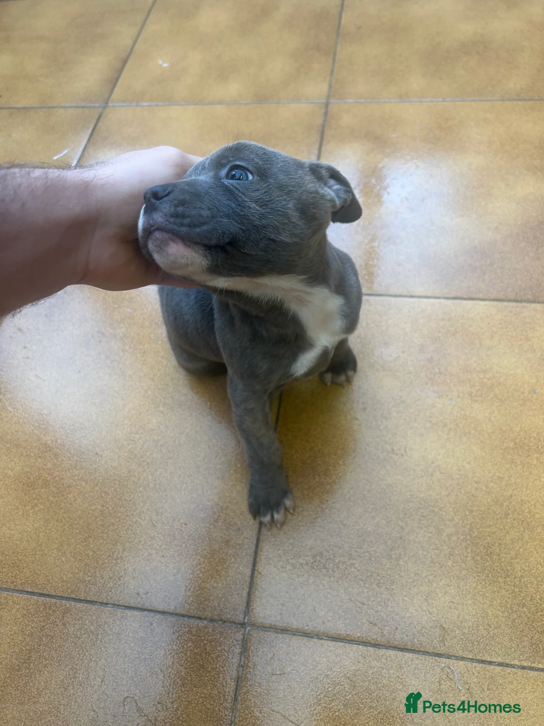 Staffordshire Bull Terrier dogs for sale: Adorable Blue-Eyed Grey Staffordshire Bull Terrier - Advert 9