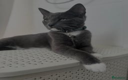 Mixed Breed cats for sale: Grey and white 6 months old  - Image 3
