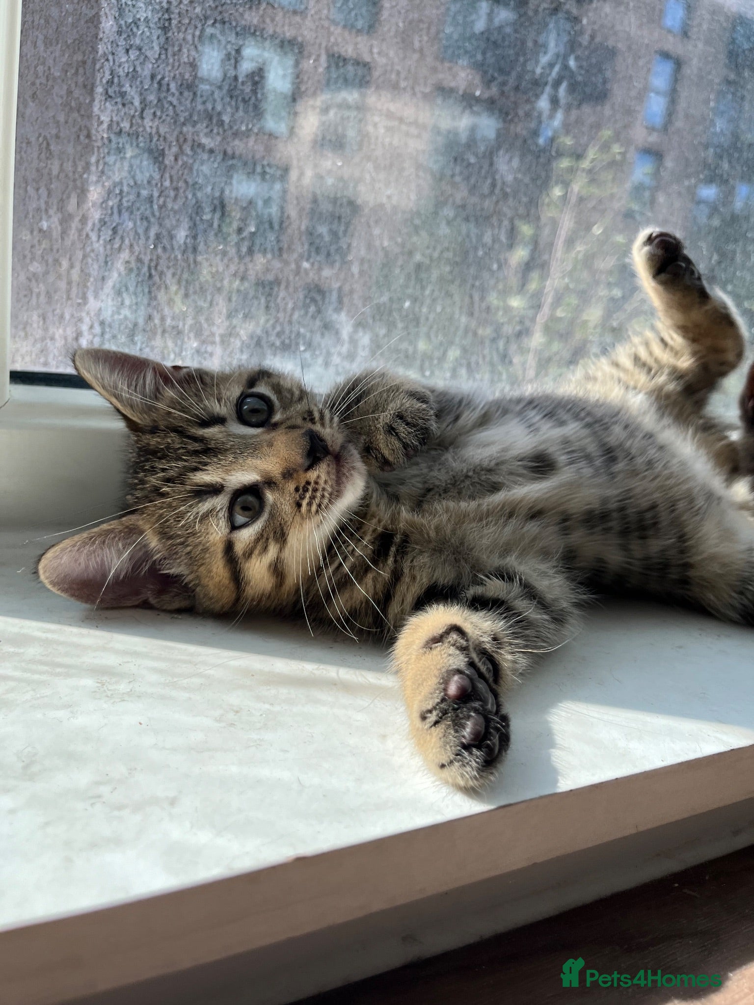British Shorthair cats Tabby kittens available  - Advert 1