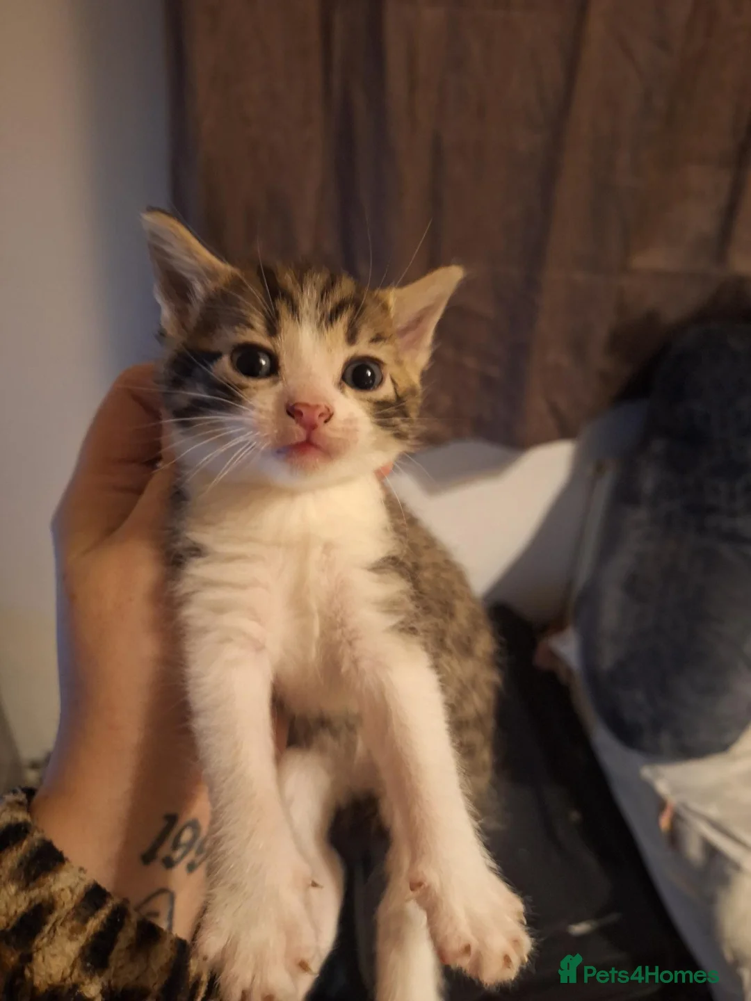 Mixed Breed cats for sale: KITTENS FOR FOREVER HOMES 😻💕 - Advert 5