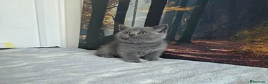 British Shorthair 6 purple 💜 