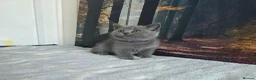 British Shorthair cats for sale: British Shorthair Kittens  - Advert 27