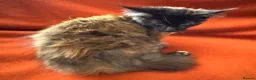 Maine Coon cats for sale: ONLY 2 LEFT GCCF PEDIGREE MAINECOON KITTENS - Advert 15