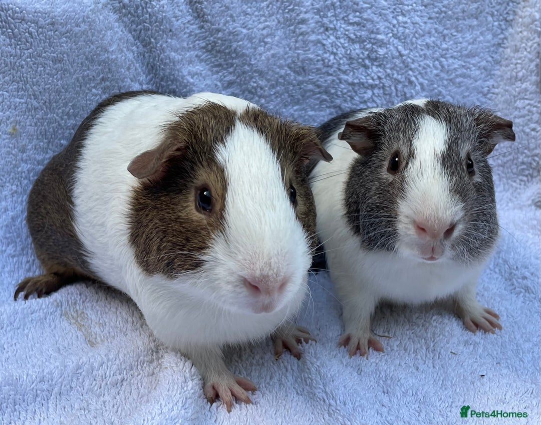 Guinea Pig rodents for sale: Guinea Pigs Bonded Pair ready now  - Image 2