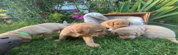 Labrador Retriever dogs for sale: Lovely Labradors  - Advert 6