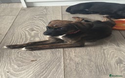 Mixed Breed dogs for sale: Labradoodle x Staffy pups LAST FEMALE in Sunderland - Image 2