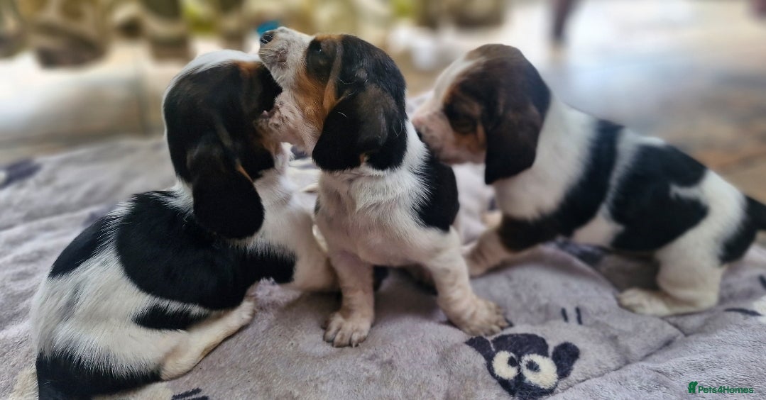 Basset Hound dogs Beautiful Basset Hounds Ready 18th June - Advert 1