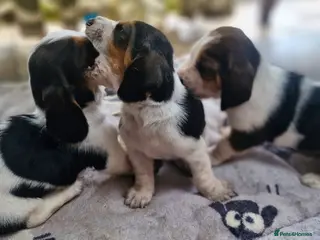 Basset Hound dogs Beautiful Basset Hounds Ready 18th June - Advert 3