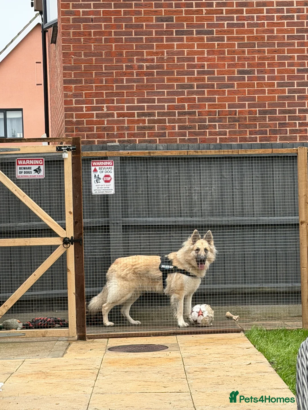 German Shepherd dogs for stud: Long haired German shepherd KC registered stud  - Advert 2