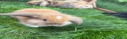 Mini Lop rabbits for sale: Mini lop baby rabbits - Advert 2