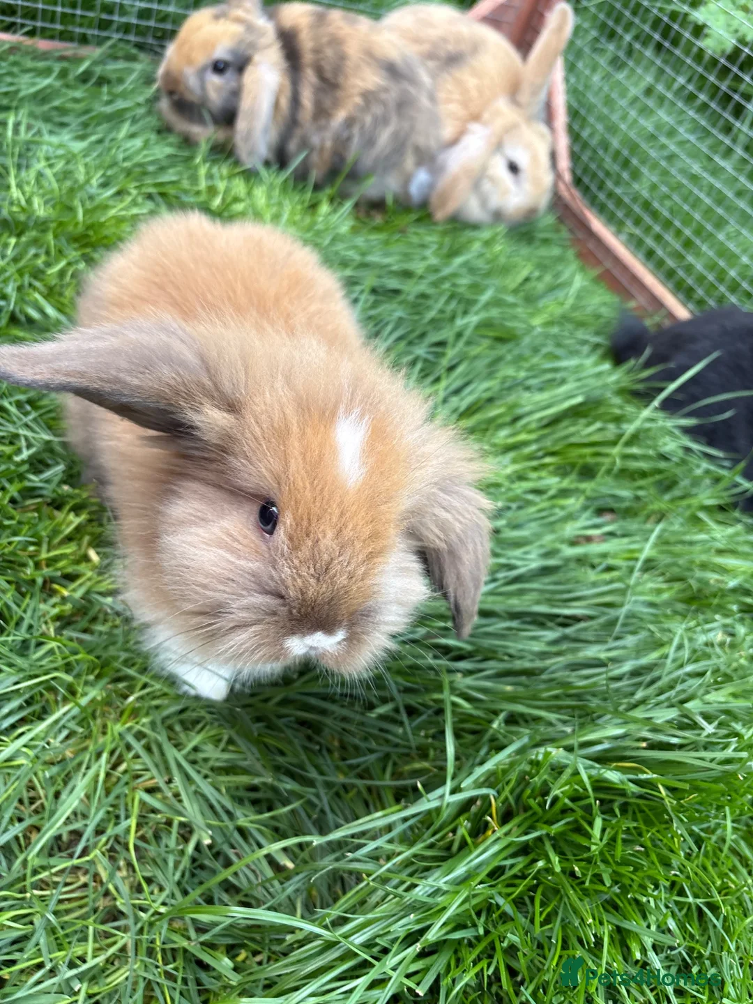 Mini Lop rabbits for sale: Mini lop baby rabbits - Advert 2