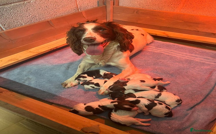 English Springer Spaniel dogs - Advert 9